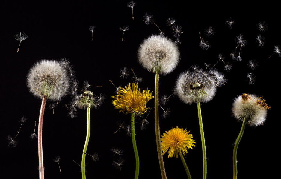 dandelions-and-swarmers-on-the-loose-gunter-pest-lawn-kcmo