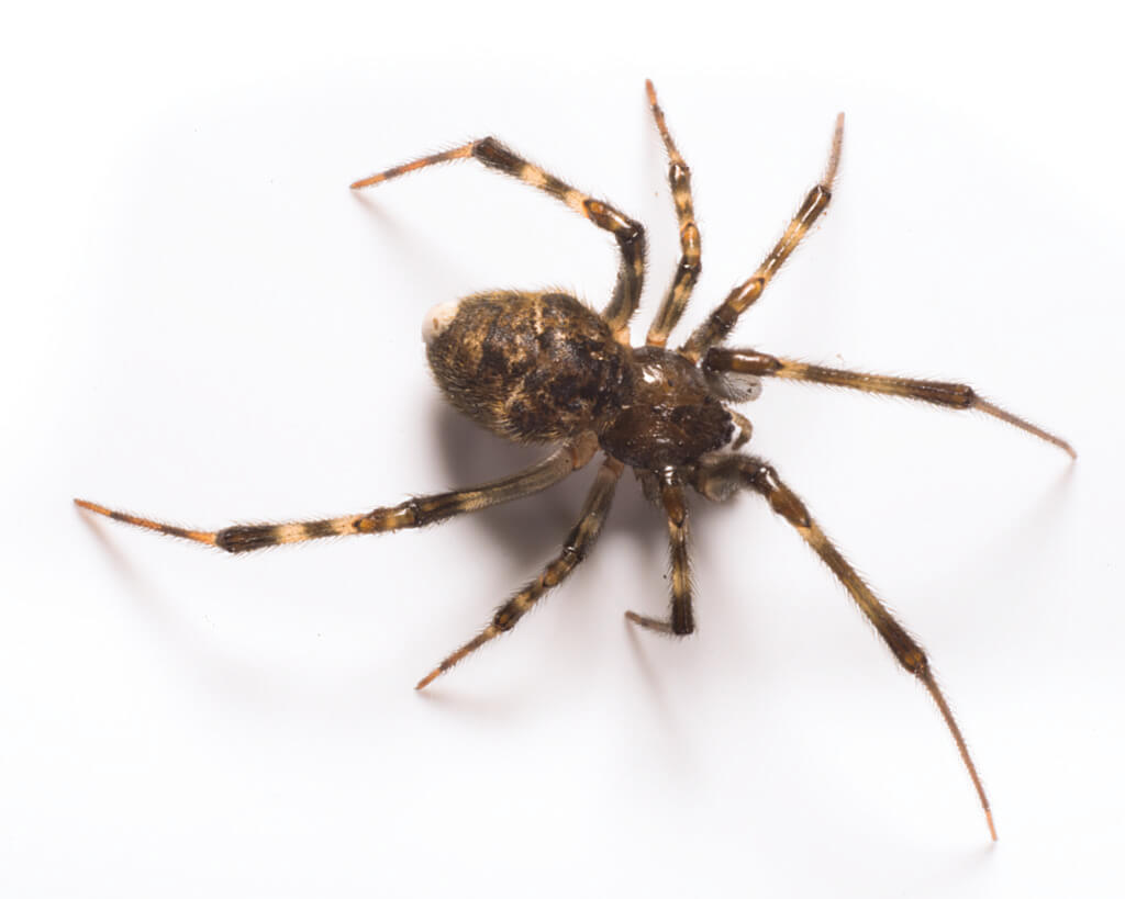 Spiders - Control of pest spiders in the garden.