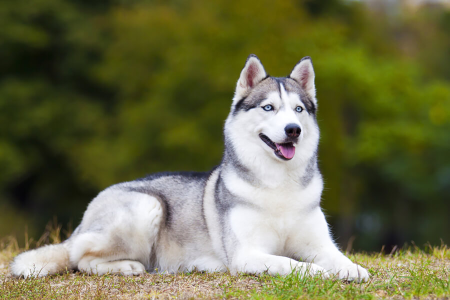 How To Get Rid Of Fleas From A Siberian Husky | Gunter Pest & Lawn