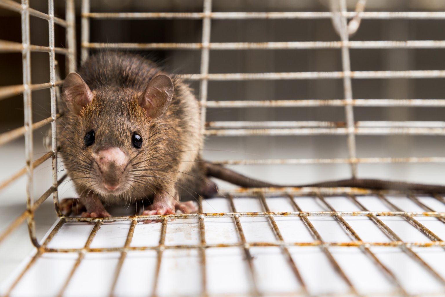 How To Get Rid Of Mice In Your Storage Unit| Gunter Pest & Lawn