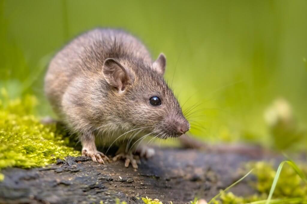 How To Catch A Mouse  Do-It-Yourself Pest Control