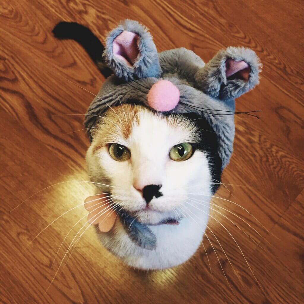 https://www.gunterpest.com/wp-content/uploads/2022/11/cat-in-mouse-costume--1024x1024.jpg