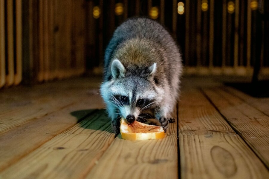 Protecting Your Home from Unwanted Guests. Raccoon.