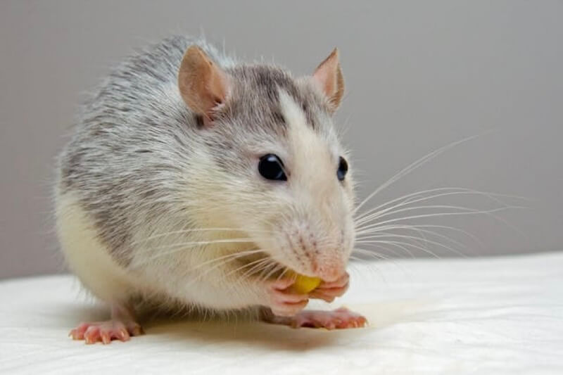 A mouse eating. Understanding Common Risks