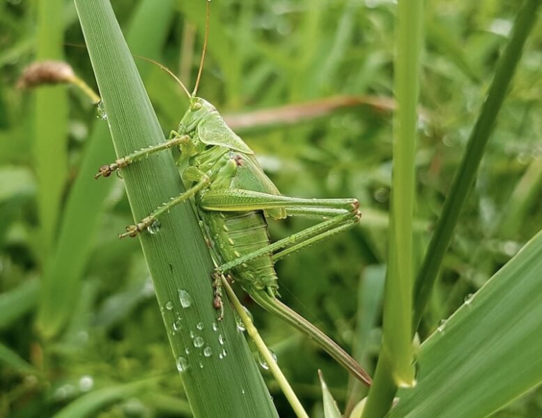 A green grasshopper perched on grass. 