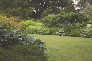 Assorted plants and a lawn for integrated pest management.