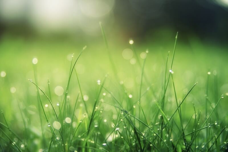 Closeup photo of green grass