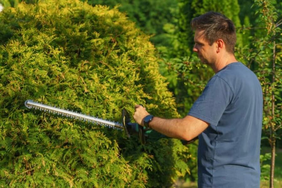 Picture of a person preventing pest infestations by maintaining their yard 