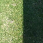 A lawn with dead patches. How To Fix Dead Patches In Your Lawn.